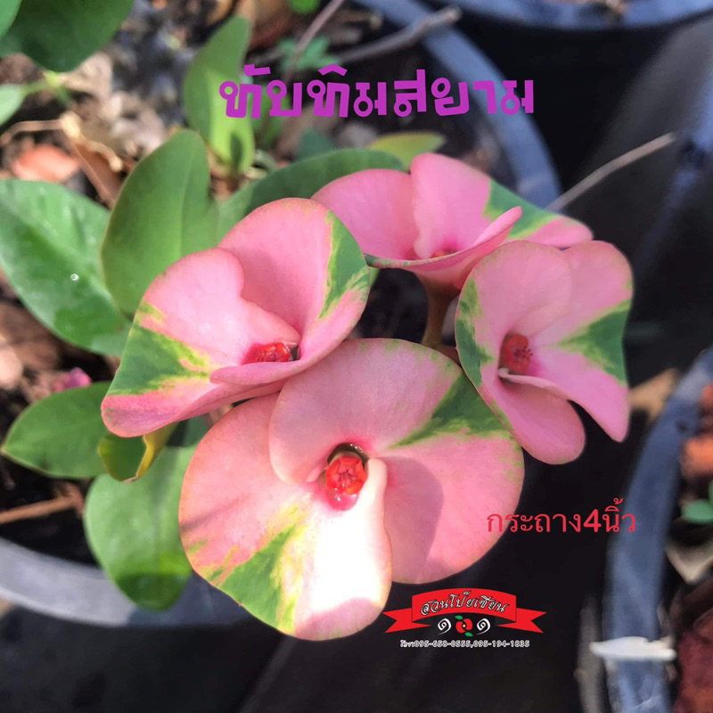 ต้นโป๊ยเซียน สายพันธุ์ “ทับทิมสยาม” ส่งทั้งกระถาง กระถางขนาด 3 นิ้ว