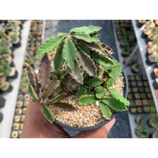 ยูโฟเบียไดโนเสาร์ (Euphorbia decaryi Guillaumin var. spirosticha)