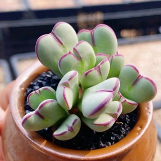 Conophytum bilobum​