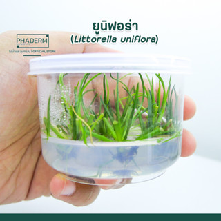 ต้นไม้น้ำ ยูนิฟอร่า (Littorella uniflora) ต้นงาช้าง พร้อมปลูก