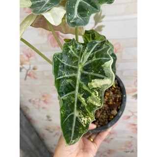 แก้วสารพัดนึกด่าง (ตัวผู้) Alocasia amazonica variegated 🌿ต้นที่ส่ง คือ ต้นในรูป