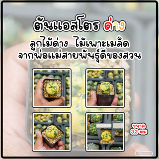 (ด่าง03)ต้นแคคตัส แอสโตรด่างไม้เพาะเมล็ด ขนาดกระถาง 2 นิ้ว