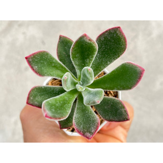 Echeveria harmsii ruby slippers ไม้อวบน้ำ น่ารักๆ กระถาง 2 นิ้ว