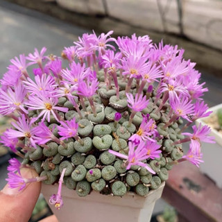 #PREORDER (อัพเดทเมื่อวันที่ 07 ก.ย. 2566) โคโนไฟตั้ม Conophytum