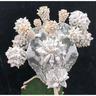 แคคตัส มาริโอสติกม่า ฮาคุน Astrophytum myriostigma cactus ไม้กราฟ จำนวน 1 ต้น