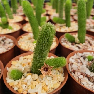 Stapelianthus pilosus เก๋งหนอนชาเขียว