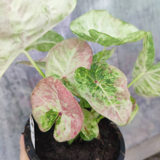 บอนสี เจ้าวัง แยกหน่อ บอนสีพาสเทลละมุน Caladium