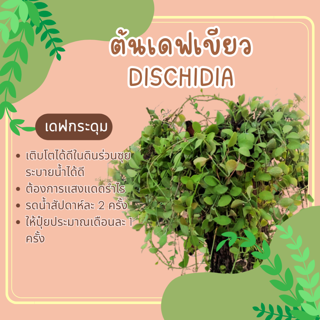 ต้นเดฟ 1 กิโล Dischidia เดฟกระดุม เดฟเขียว