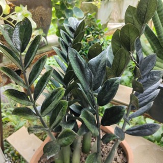 กวักมรกตดำ Zamioculcas zamiifolia black