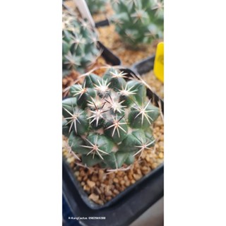 Coryphantha maiz-tablasensis  ไม้เมล็ด (seeding)