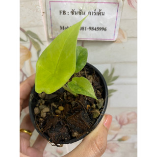 อโลคาเซีย สคัลปรัมด่าง : alocasia scalprum variegated 🌿ต้นที่ส่ง คือ ต้นในรูป