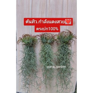 ทิวแลนเซียแต่งเคราฤาษี(ต้นกำลังเปลี่ยนสีแดง)
