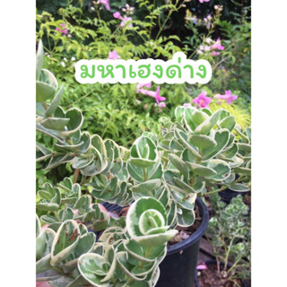 มหาเฮงด่าง ไม้มงคล กระถาง5.5นิ้ว