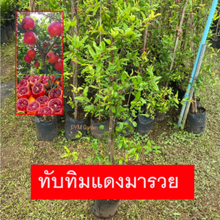 ต้นทับทิมแดงมารวย กิ่งตอน (Pomegranate) สายพันธุ์เเท้ ผลขนาดใหญ่ (รับประกัน ส่งใหม่ฟรี หากสินค้าเเสียหาย!!)