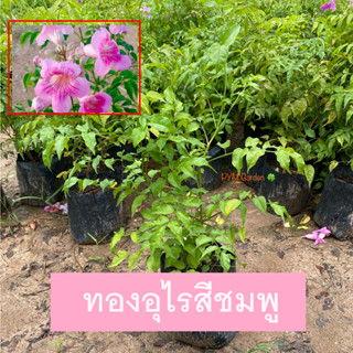 ต้นแฮปปิเนส ทองอุไรสีชมพู (Pink trumpet vine) ไม้ดอก ปลูกประดับบ้านดอกสวย (รับประกัน ส่งใหม่ฟรี หากสินค้าเเสียหาย!!)