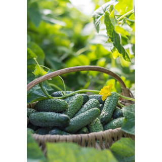 ซื้อ 3 แถม+1กระถาง ) ต้นแตงกวาญี่ปุ่น กระถาง 4 นิ้ว ปลูกง่าย โตไวลูกดก🥒 4 inch Pot Cucumber Plant (buy3 get 1 free)