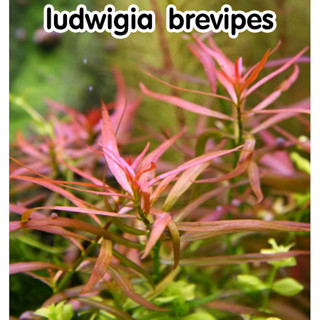 Ludwigia Brevipes - ลัดวิเจีย เบรวิเปส  ต้นไม้น้ำพร้อมปลูก ต้นไม้น้ำ ไม้น้ำ ต้นไม้น้ำตกแต่งตู้ปลา ไม้น้ำตกแต่งตู้ปลา