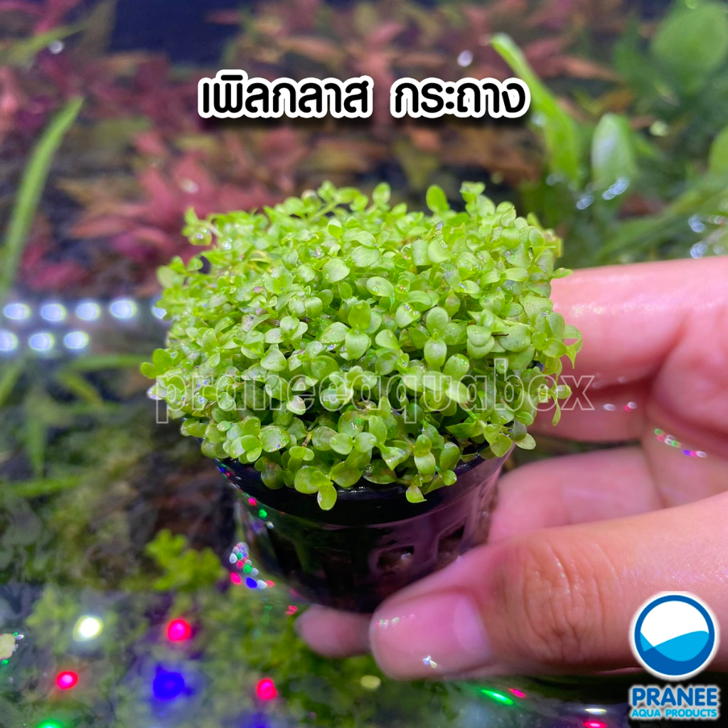 เพิลกลาส - Micranthemum sp. แบบกระถาง พร้อมปลูก  ต้นไม้น้ำ ไม้น้ำ ต้นไม้น้ำตกแต่งตู้ปลา ไม้น้ำตกแต่ง