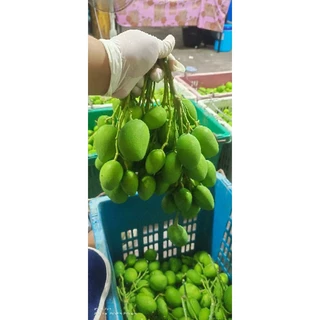 มะม่วงเบาสด 1 กิโลกรัมตัดสดใหม่