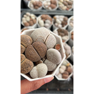 #ไลทอป Lithop Mix #แคคตัส #กระบองเพชร #cactus&amp;succulents