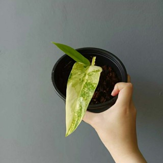 ฟิโลเดนดรอน โดเมสติคัม/Philodendron domesticum var.😶