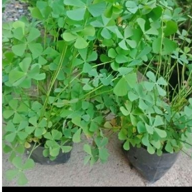 ผักแว่นน้ำในถุงดำต้นละ30บาท