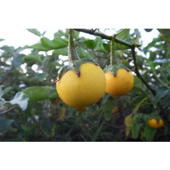 ต้นกล้า มะเขือแจ้  ต้นกล้าละ 9  บาท พร้อมปลูก ซื้อ 10แถม2 - รูปที่ 5