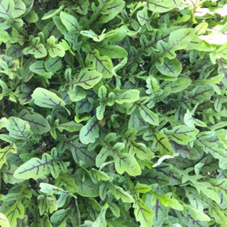 เมล็ด ร็อคเก็ต ลายแดง - Red Streaked Arugula