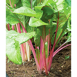 เมล็ด สวิสชาร์ด ฟลามิงโก้ - Flamingo Swiss Chard