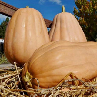 เมล็ด ฟักทอง เคนตักกี้ ฟิวด์ - Kentucky field Pumpkin