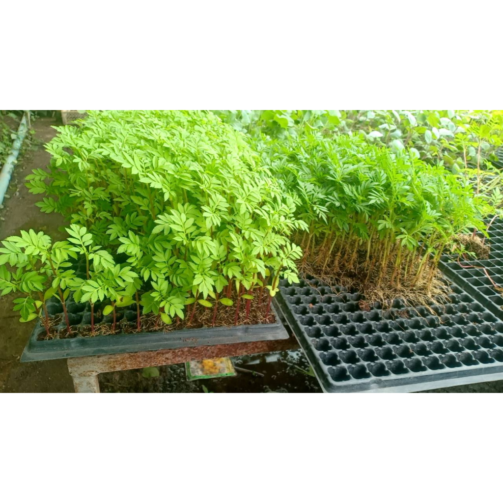 ต้นกล้าดอกดาวเรือง  ต้นละ 9  บาท ซื้อ 10แถม 2