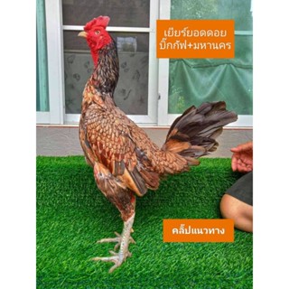 ไข่ไก่ชนเยียร์พม่าม้าล่อรำวงเมียงเหนือเจ้ายอดดอย
