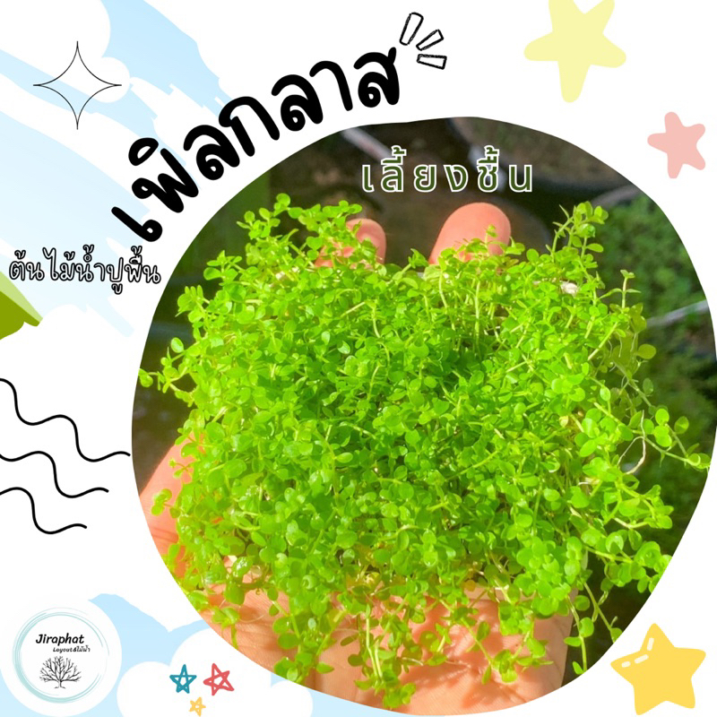ต้นไม้น้ำ เพิร์ลกราส - Pearl Grass ใบบก