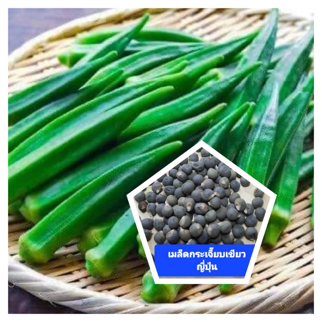 เมล็ดกระเจี๊ยบเขียวญี่ปุ่น 40 เมล็ด กระเจี๊ยบเขียวโอซาก้า เมล็ดพันธุ์แท้