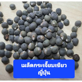 เมล็ดกระเจี๊ยบเขียวญี่ปุ่น 40 เมล็ด กระเจี๊ยบเขียวโอซาก้า เมล็ดพันธุ์แท้