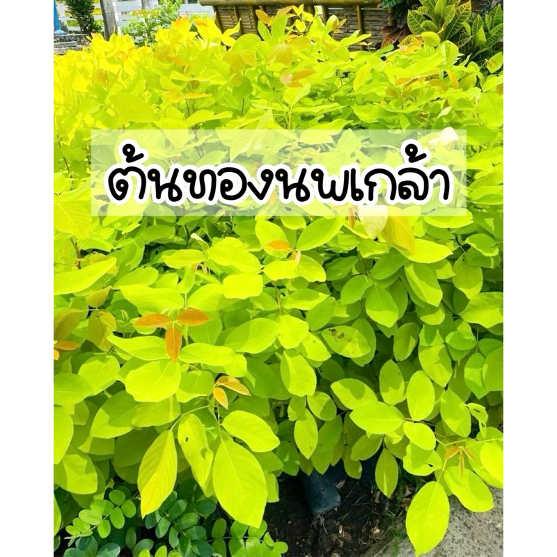 ต้นทองนพเก้า ต้นชะแมบทอง ต้นไม้มงคล ปลูกประดับสวยงาม