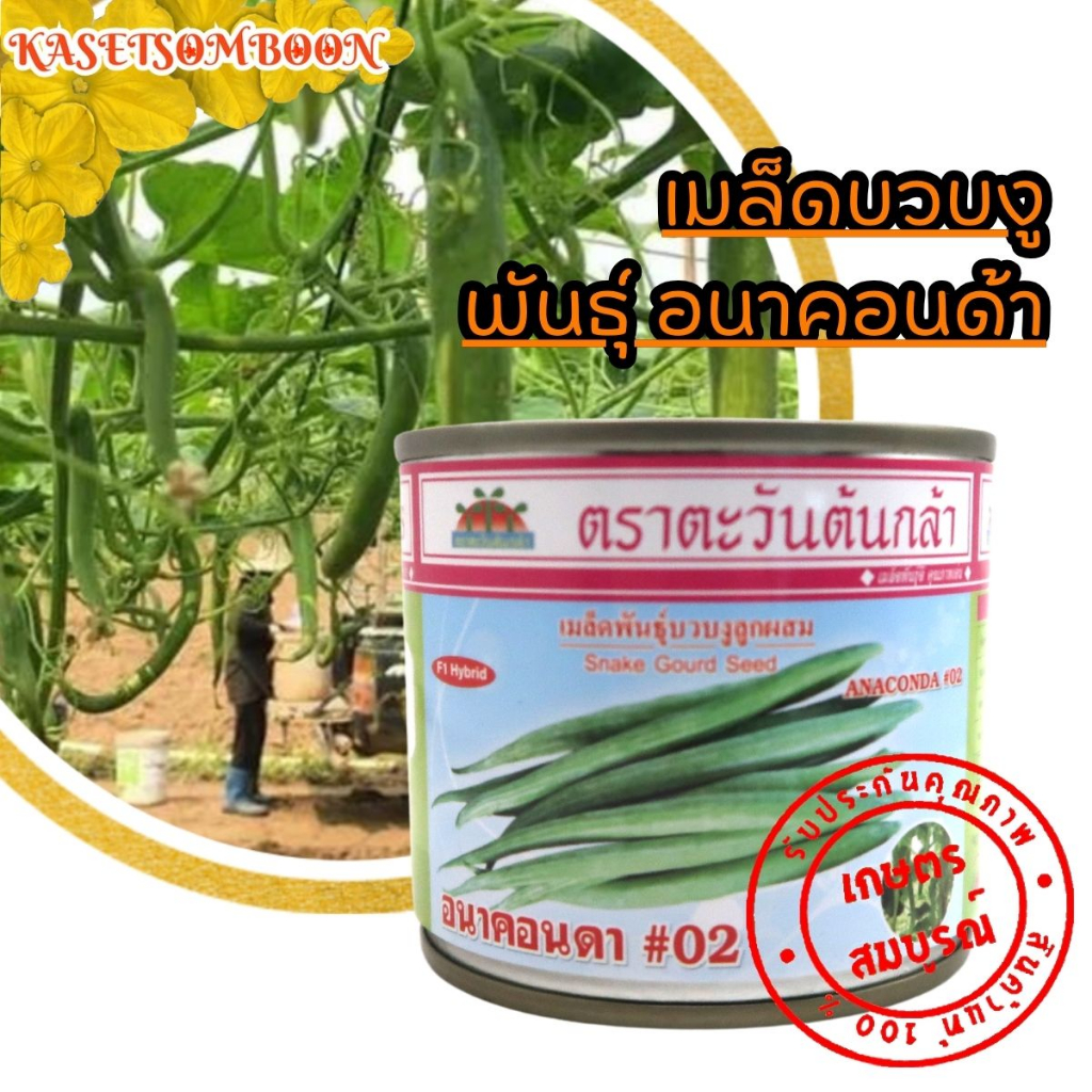 เมล็ดบวบงู พันธุ์ อนาคอนด้า 20 ก.โตไว ลูกดก แข็งแรง ตรา ตะวันต้นกล้า