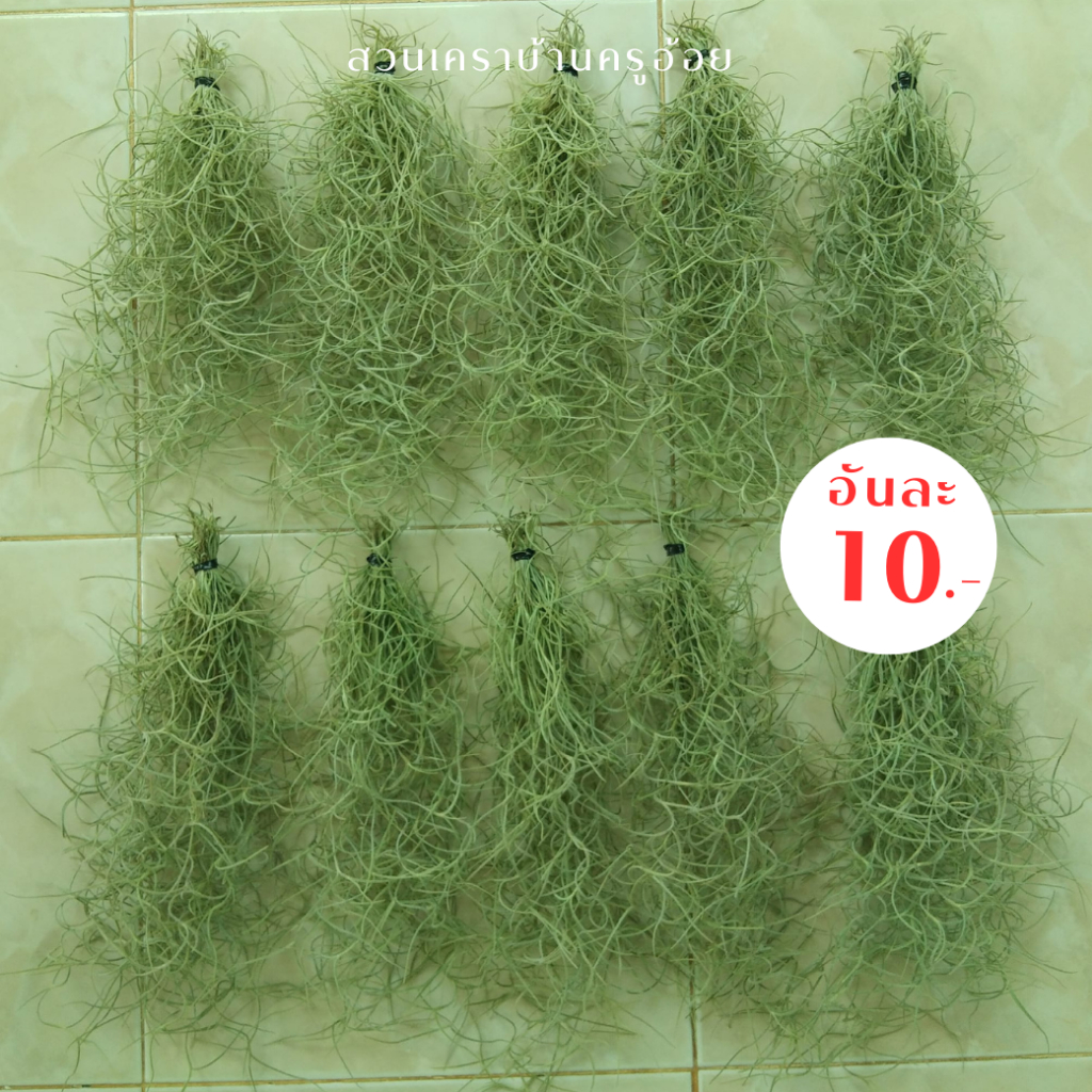 (พร้อมส่งค่ะ) เคราฤาษี 10 พวง พวงละ 10 บาท มอสสเปน Spanish moss จากสวนเคราบ้านครูอ้อย