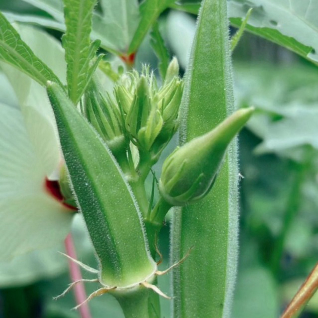 เมล็ดพันธุ์ ผักกระเจี๊ยบเขียว 75 เมล็ด เมล็ดผัก เมล็ดพันธุ์พืช