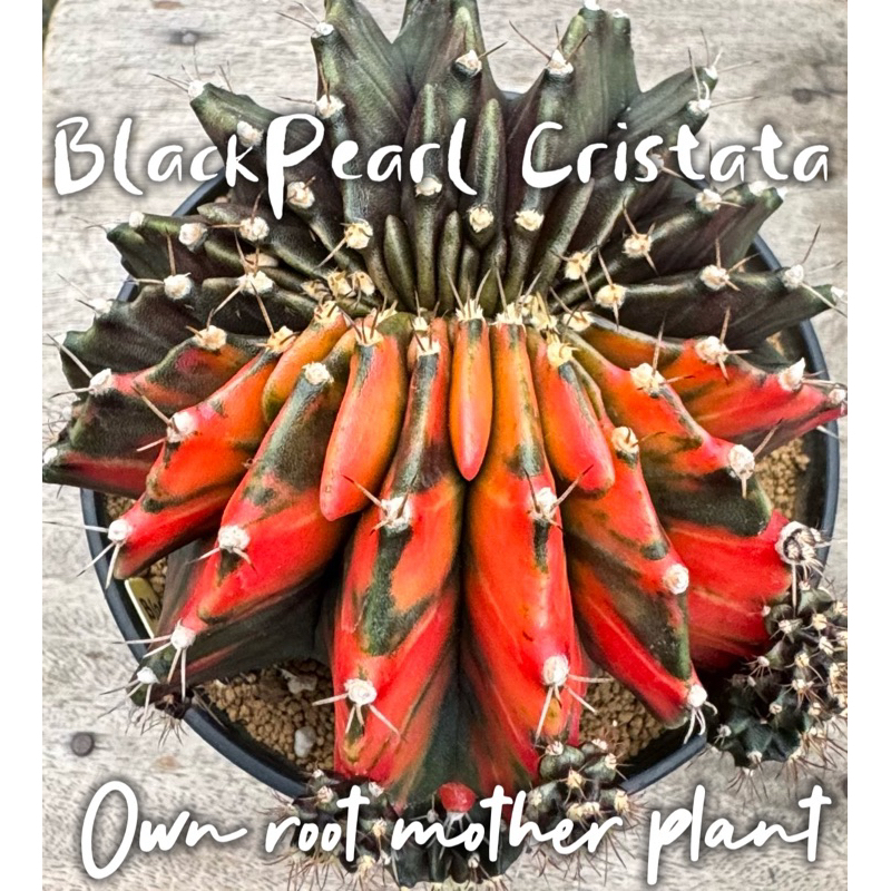 G.BlackPearl PTS ❤️🖤(ยิมโนแบล็คเพิร์ล) ยิมโนด่าง Gymno variegated