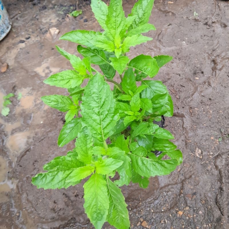 🌱ต้นกระเพราขาวกระเพราเขียวพืชสมุนไพรสวนครัวสูง30-35cm
