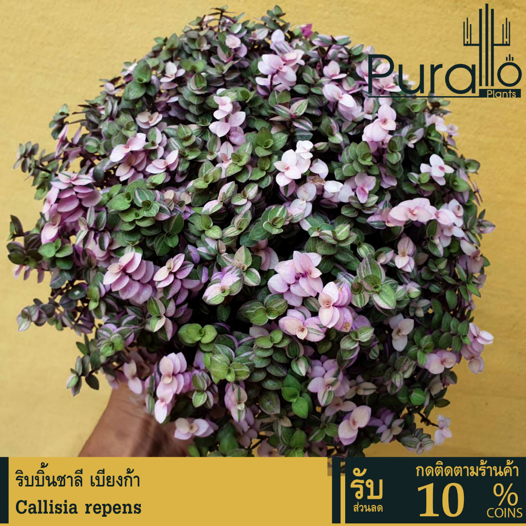 พร้อมส่ง🌟 ริบบิ้นชาลีเบียงก้า กุหลาบหิน ริบบิ้นชาลี เบียงก้า กระถางใหญ่ 8 นิ้ว ล้นกระถาง #succulent