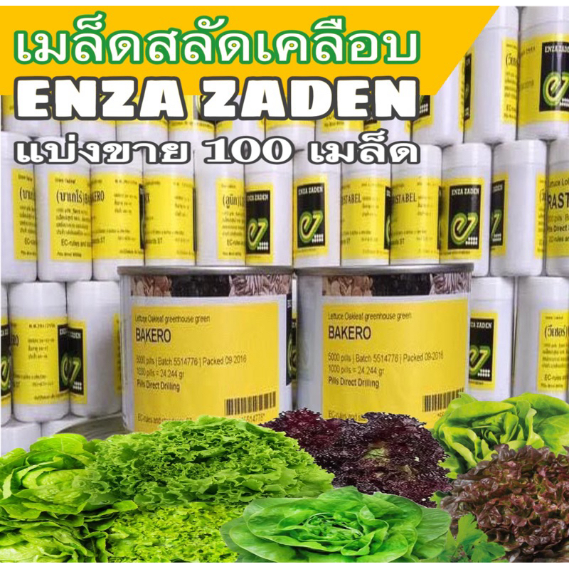 เมล็ดสลัด นำเข้า ชุด 100 เมล็ด เมล็ดเคลือบ อัตรการงอกสูง