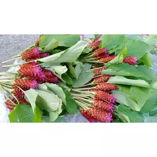 ต้นดอกกระเจียวสีแดง มีหัวรากพร้อมปลูกในถุงดำ 39 บาท