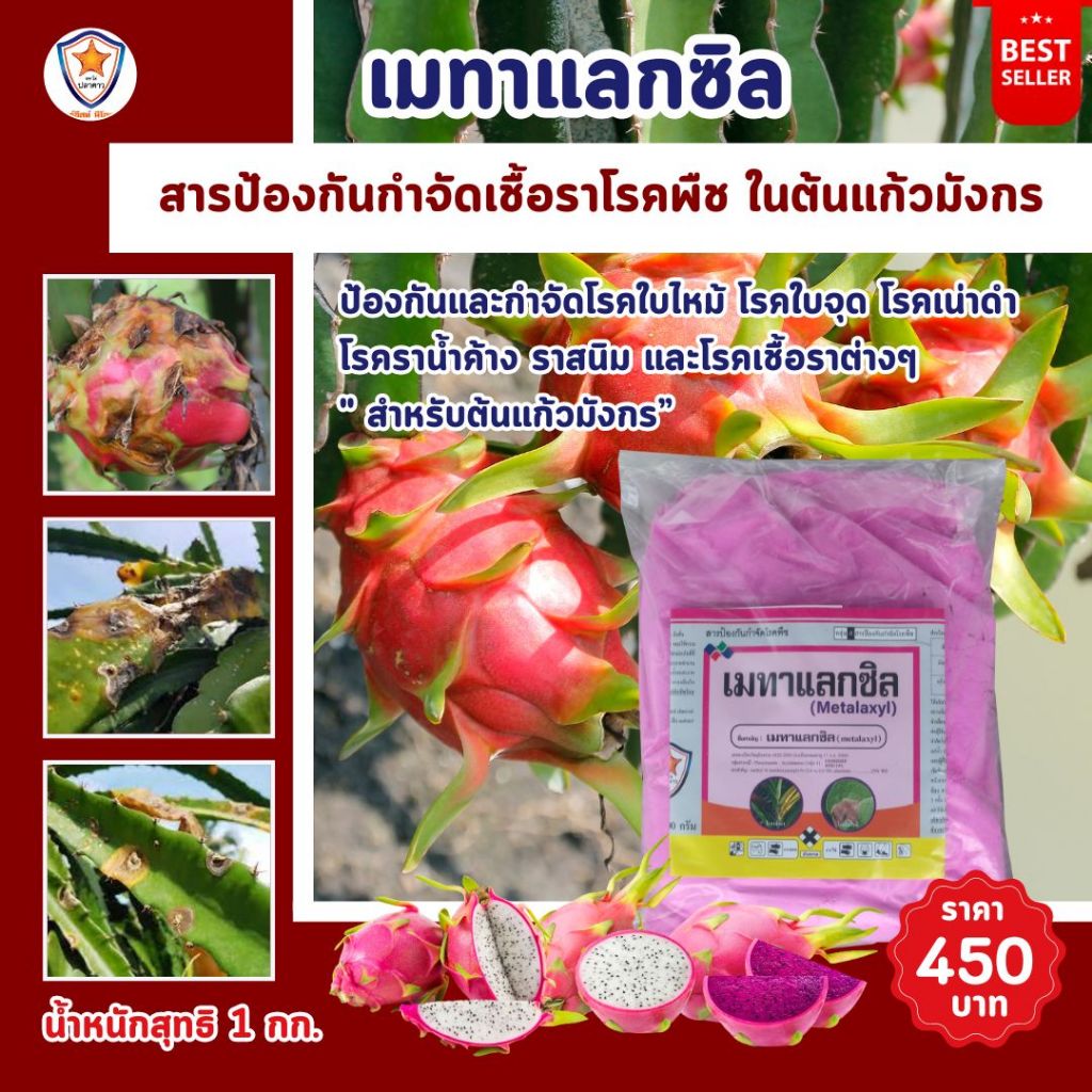 แก้วมังกร ผลเน่า ลำต้นจุด ลำต้นเน่า ราสนิม ด้วยเมทาแล็กซิล และเร่งฟื้นฟู ด้วย ปุ๋ยสตาร์เฟอร์30-20-5 สำหรับพืชทุกชนิด