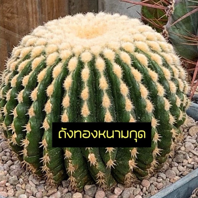[ถูกที่สุด]แคคตัสถังทองหนามกุด ไม้หายากแรร์ไอเทม ถังทองหนามสั้น กระบองเพชร แคคตัส ไม้อวบน้ำ cactus and succulent