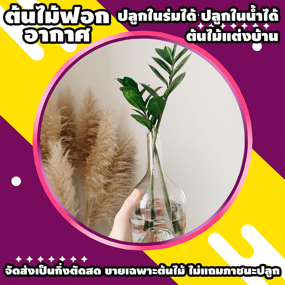ไม้ฟอกอากาศ ต้นไม้ในร่ม แต่งห้อง แต่งบ้าน คละสายพันธุ์ ชุดละ 3 ต้น 9 บาท