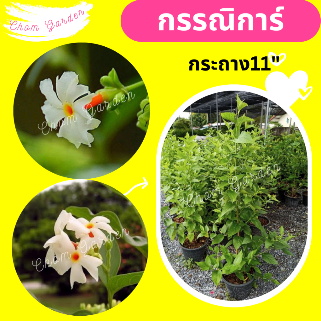 ต้นกรรณิการ์ #กรรณิการ์ กระถาง11“