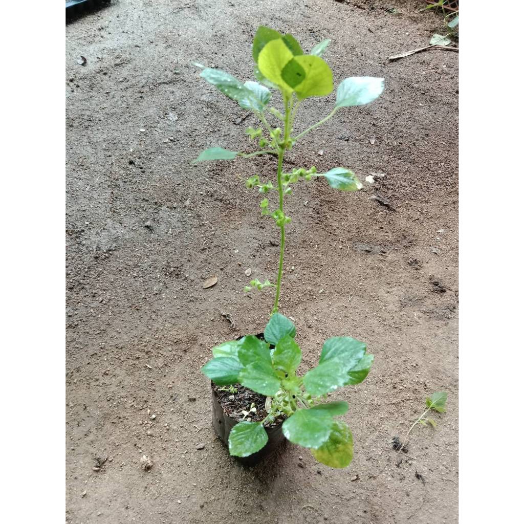 ต้นพันธุ์ตำแยแมว ถุงดำ 29บาท พร้อมปลูก สำหรับน้องแมว - รูปที่ 4