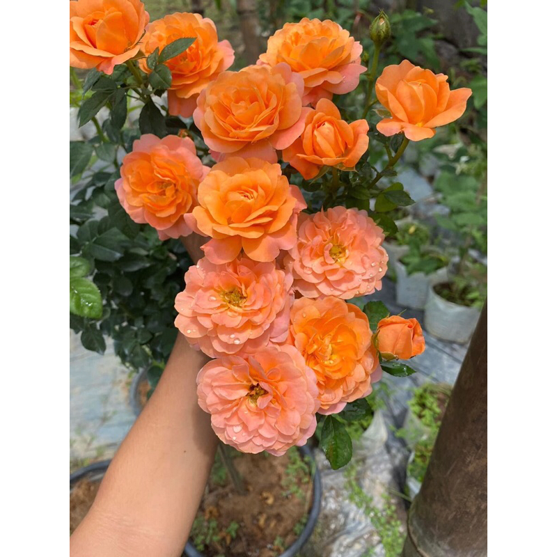 กุหลาบ-จุ๊ยซี่ เทอเรซซ่า สีส้ม Juicy Terrazza Orange